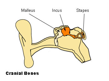 stapes bone