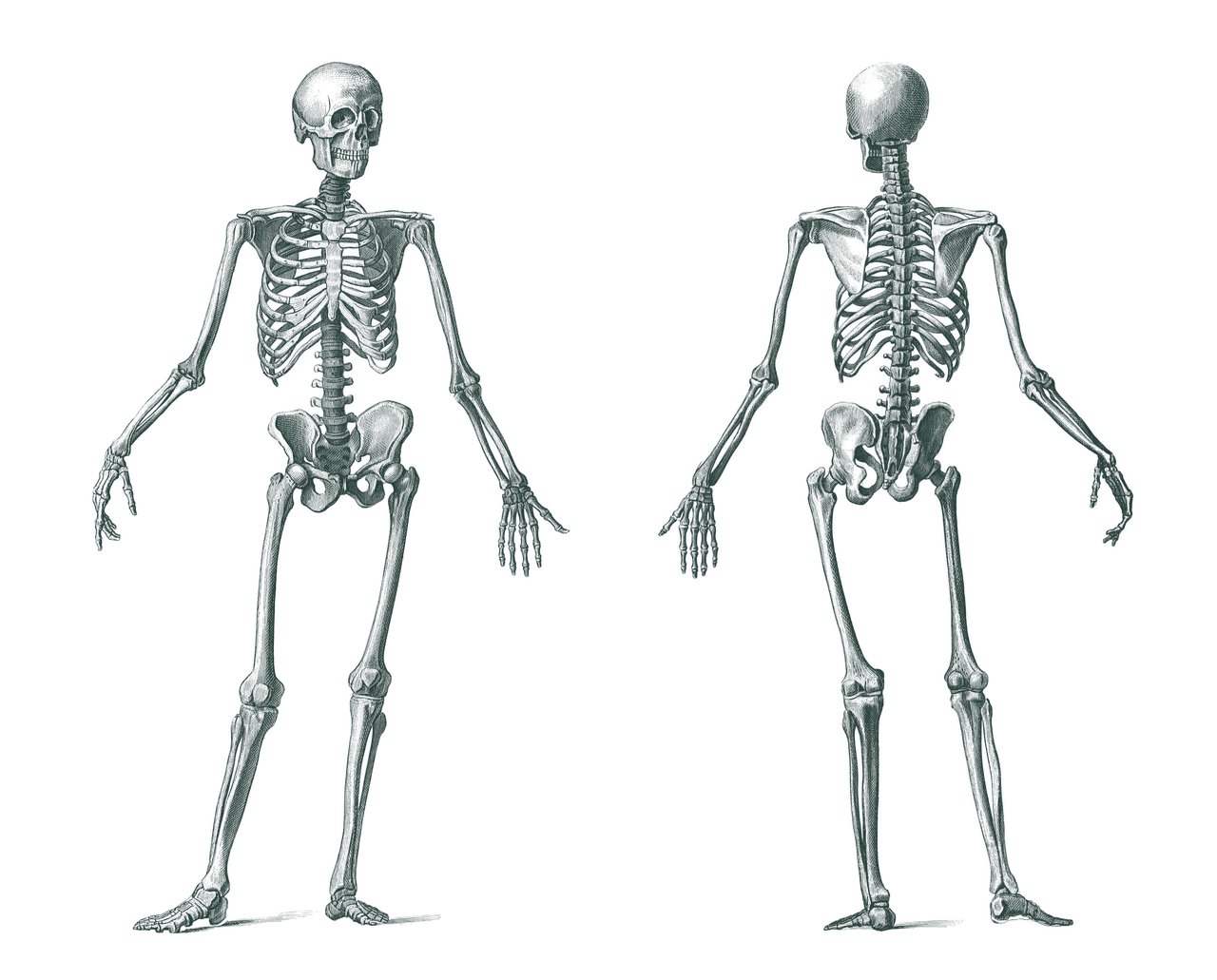 Bones: "types of human bones" picture