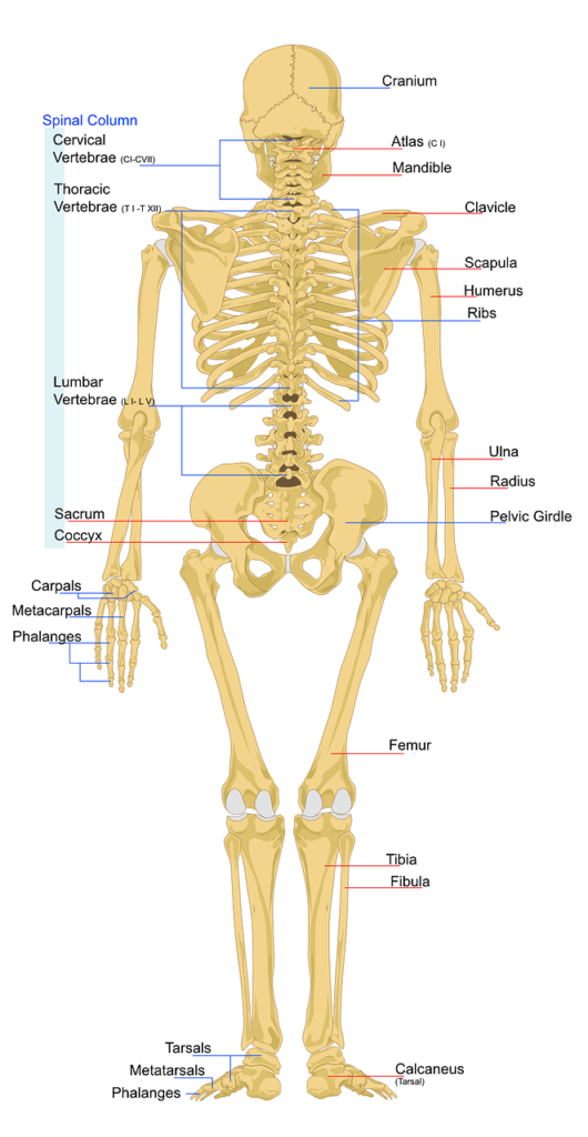 Bones: "types of human bones" picture